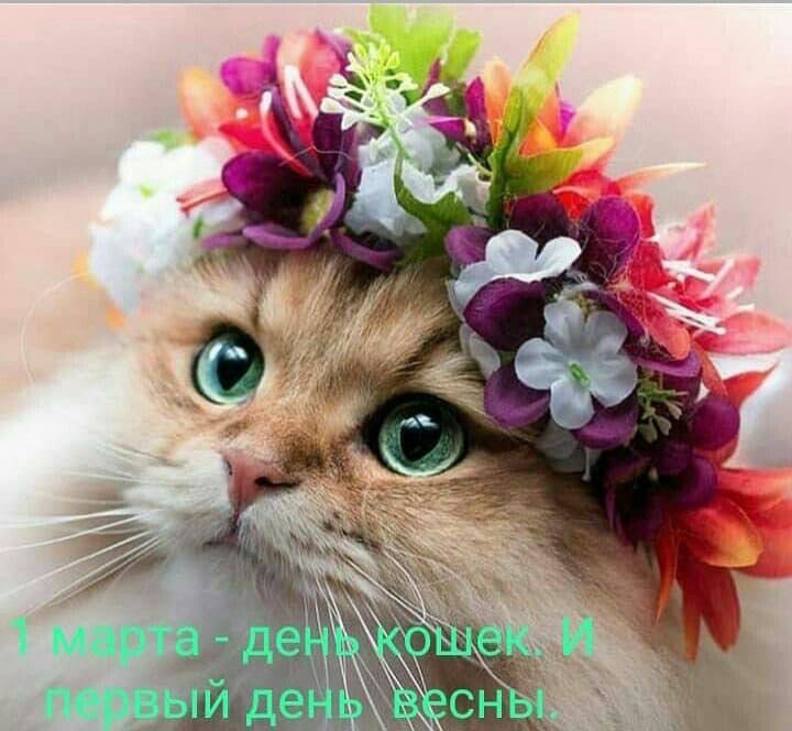 1 марта — День кошек в России - Российская Государственная библиотека для  слепых